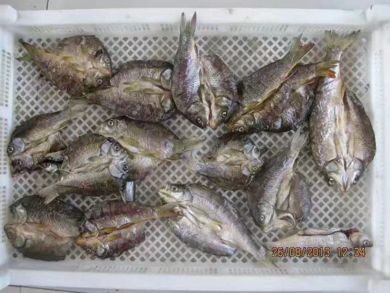 大虾烘干机，小鱼烘干机，海参烘干机，海产品烘干机，