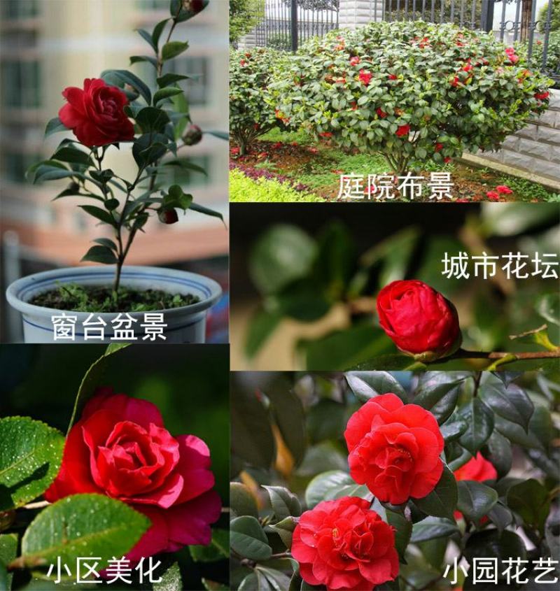 茶花树苗盆栽地栽绿化山茶花小苗庭院耐冻开花浓香型室内盆景
