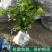 茶花树苗盆栽地栽绿化山茶花小苗庭院耐冻开花浓香型室内盆景