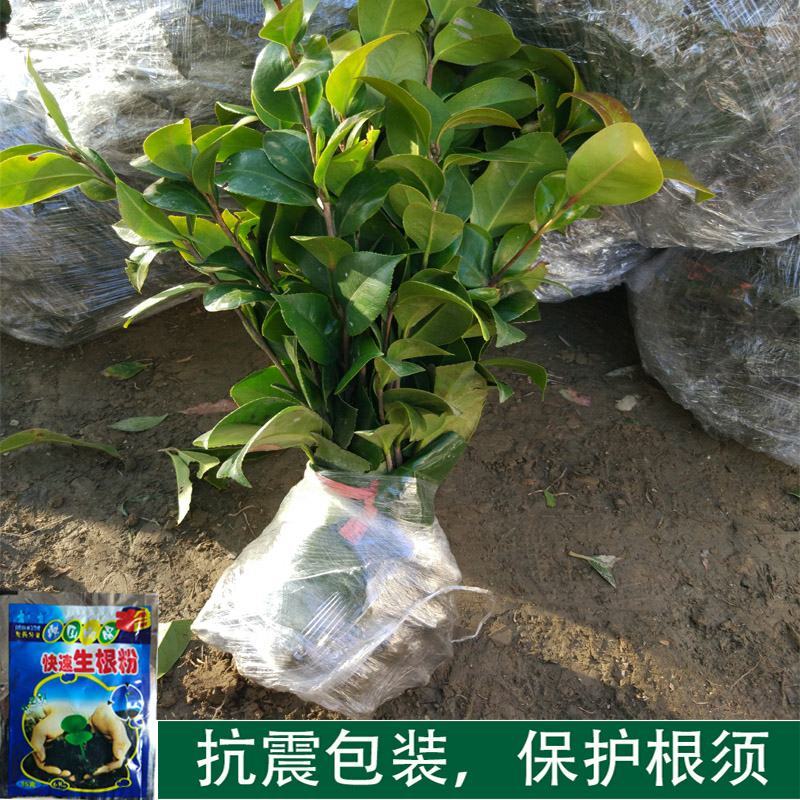 茶花树苗盆栽地栽绿化山茶花小苗庭院耐冻开花浓香型室内盆景