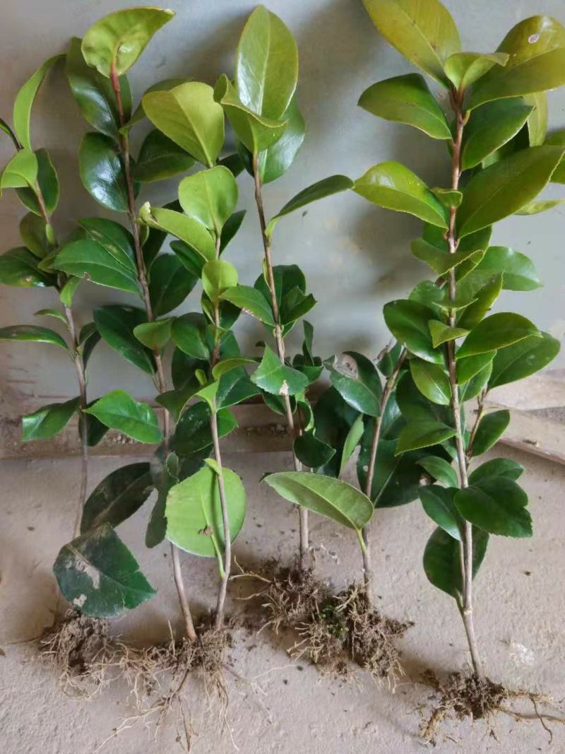 茶花树苗盆栽地栽绿化山茶花小苗庭院耐冻开花浓香型室内盆景
