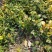 茶花树苗盆栽地栽绿化山茶花小苗庭院耐冻开花浓香型室内盆景