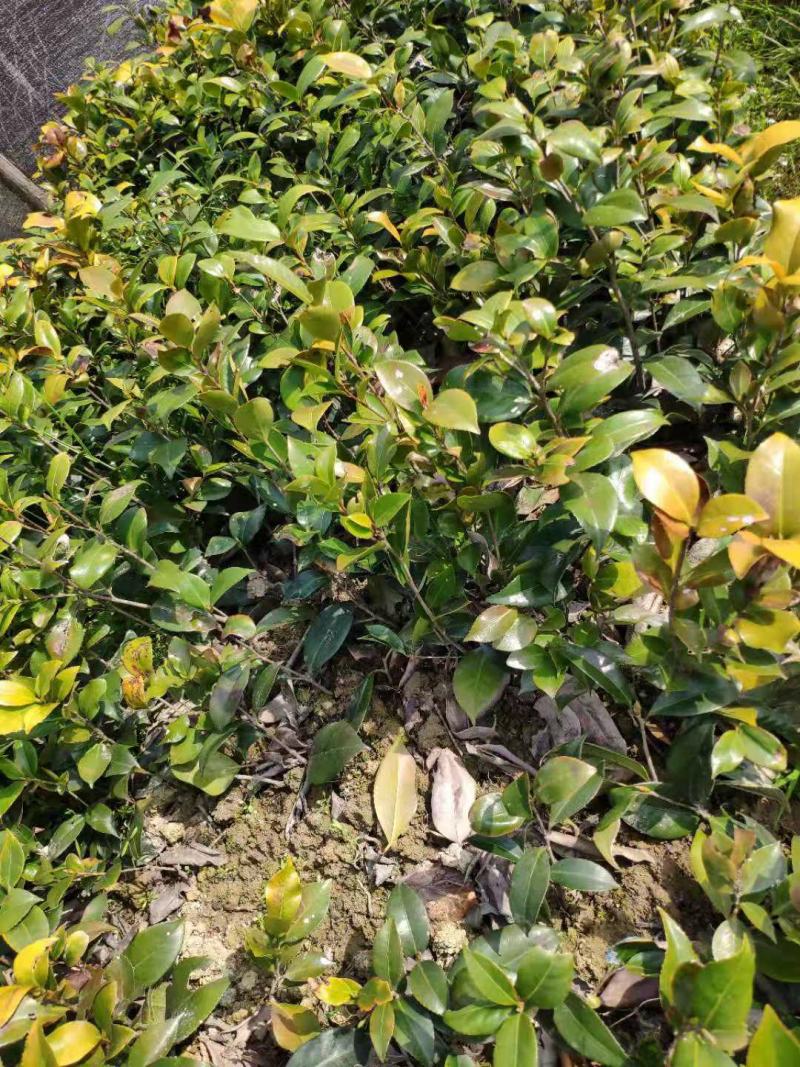 茶花树苗盆栽地栽绿化山茶花小苗庭院耐冻开花浓香型室内盆景
