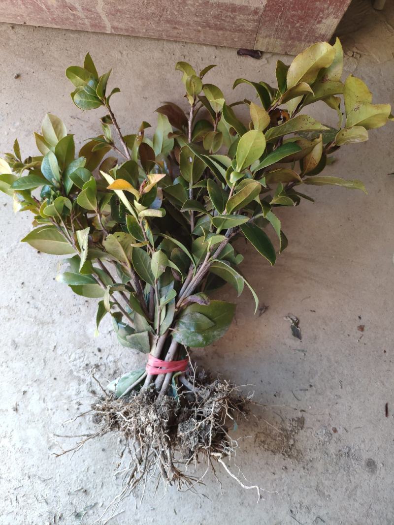 茶花树苗盆栽地栽绿化山茶花小苗庭院耐冻开花浓香型室内盆景