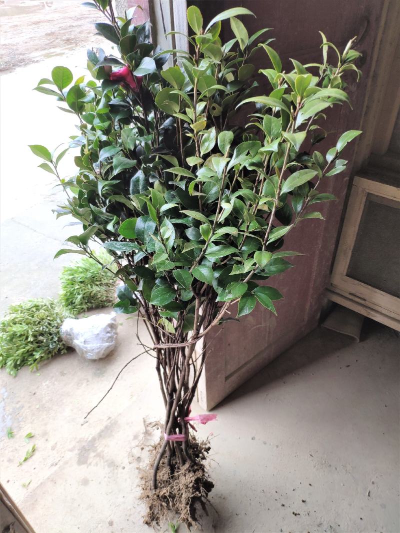 茶花树苗盆栽地栽绿化山茶花小苗庭院耐冻开花浓香型室内盆景