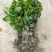 茶花树苗盆栽地栽绿化山茶花小苗庭院耐冻开花浓香型室内盆景