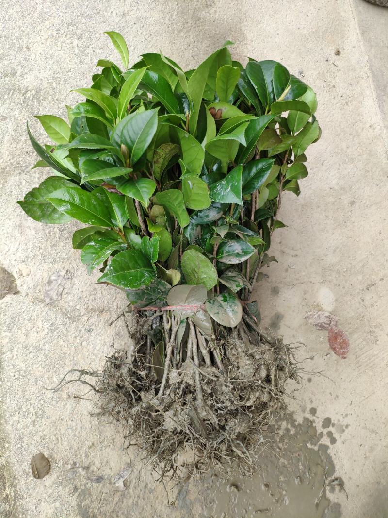 茶花树苗盆栽地栽绿化山茶花小苗庭院耐冻开花浓香型室内盆景