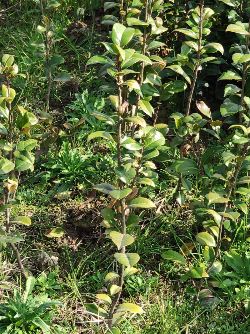 茶花树苗盆栽地栽绿化山茶花小苗庭院耐冻开花浓香型室内盆景