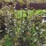 茶花树苗盆栽地栽绿化山茶花小苗庭院耐冻开花浓香型室内盆景