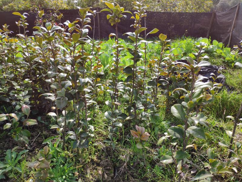 茶花树苗盆栽地栽绿化山茶花小苗庭院耐冻开花浓香型室内盆景