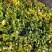 茶花树苗盆栽地栽绿化山茶花小苗庭院耐冻开花浓香型室内盆景