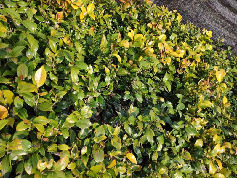 茶花树苗盆栽地栽绿化山茶花小苗庭院耐冻开花浓香型室内盆景