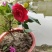 茶花树苗盆栽地栽绿化山茶花小苗庭院耐冻开花浓香型室内盆景