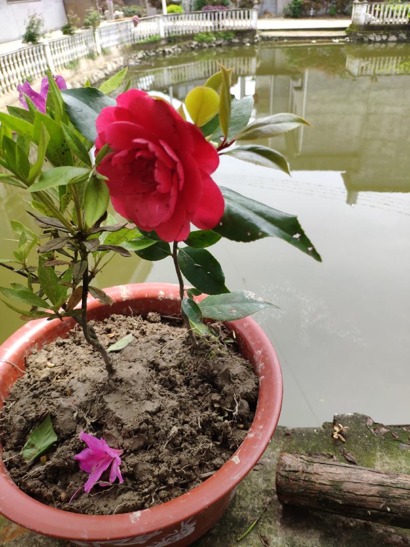 茶花树苗盆栽地栽绿化山茶花小苗庭院耐冻开花浓香型室内盆景
