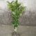 茶花树苗盆栽地栽绿化山茶花小苗庭院耐冻开花浓香型室内盆景