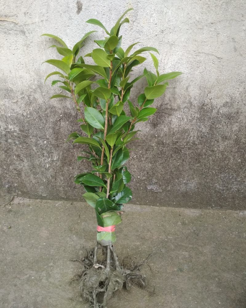 茶花树苗盆栽地栽绿化山茶花小苗庭院耐冻开花浓香型室内盆景