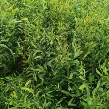 精品台湾相思树苗，相思大树。（各种规格要求都有）