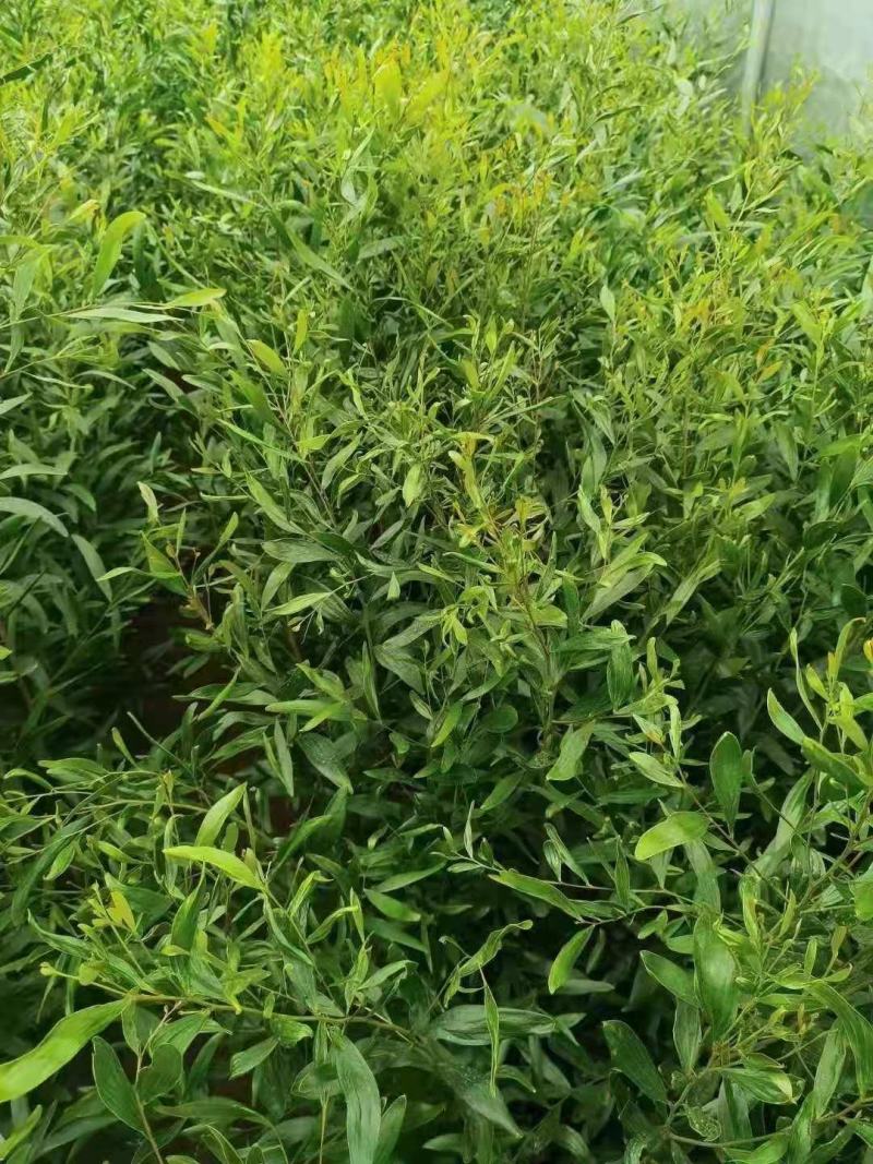精品台湾相思树苗，相思大树。（各种规格要求都有）
