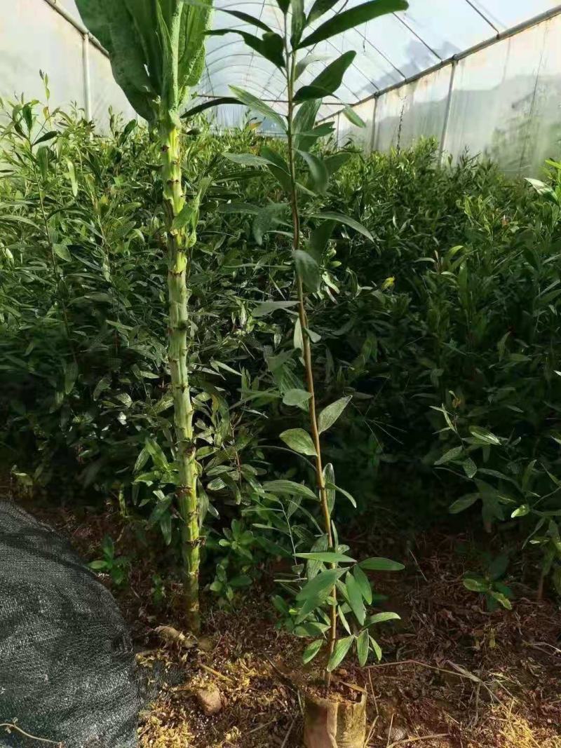 精品台湾相思树苗，相思大树。（各种规格要求都有）