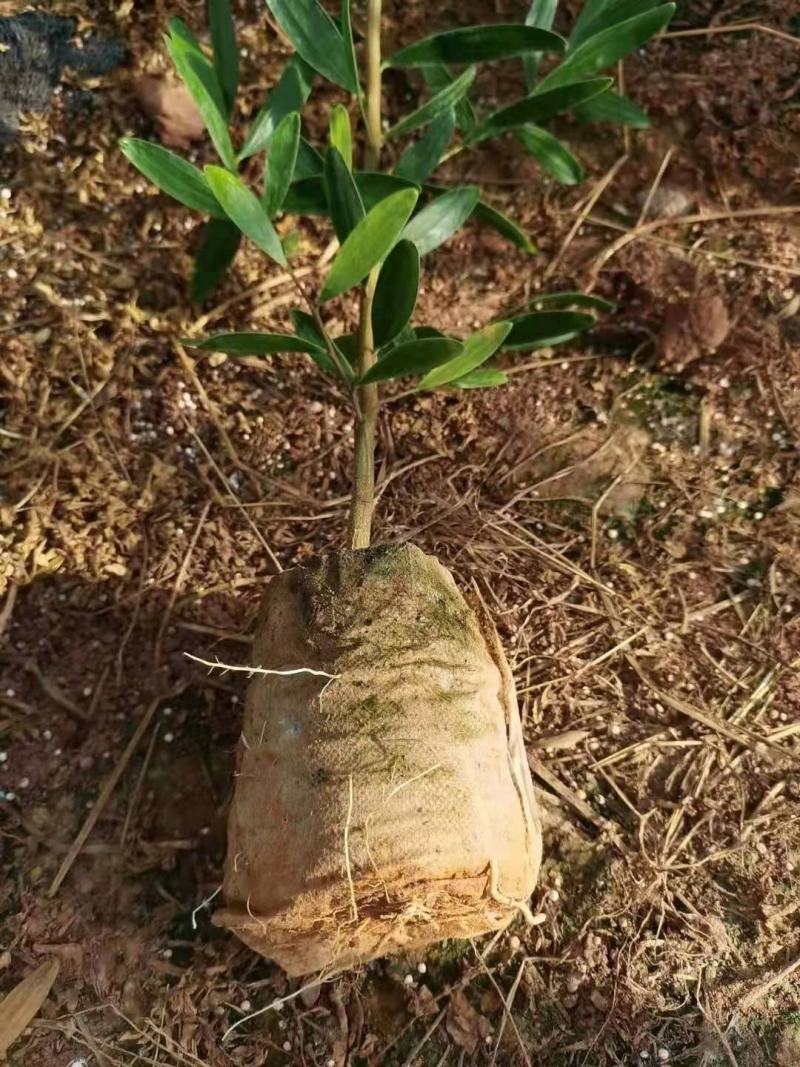 精品台湾相思树苗，相思大树。（各种规格要求都有）