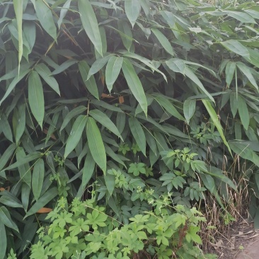 竹叶粽叶