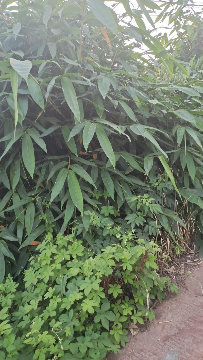 竹叶粽叶