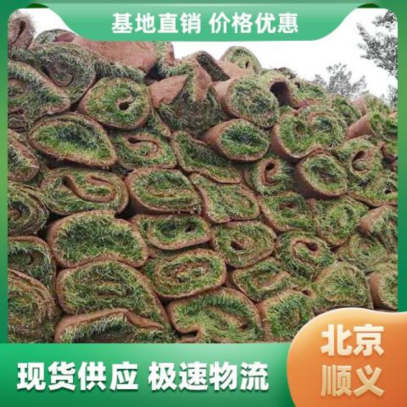 草坪销售绿化草坪北京草坪草坪草皮北京草坪销售
