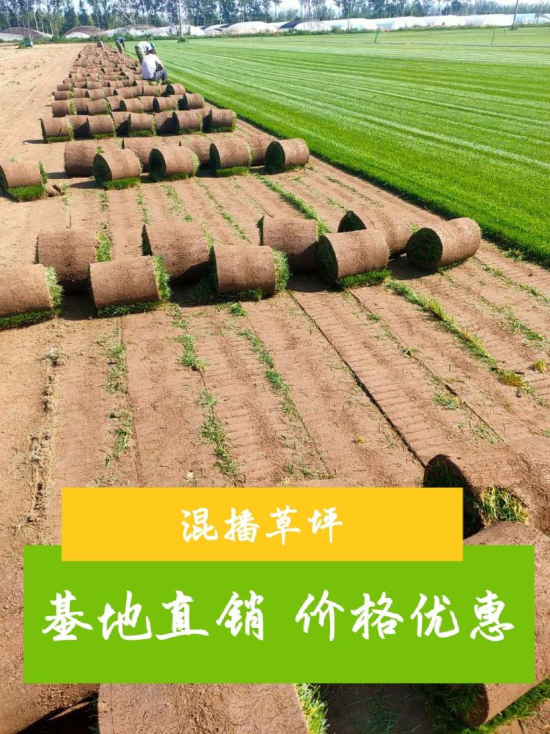 草坪销售绿化草坪北京草坪草坪草皮北京草坪销售