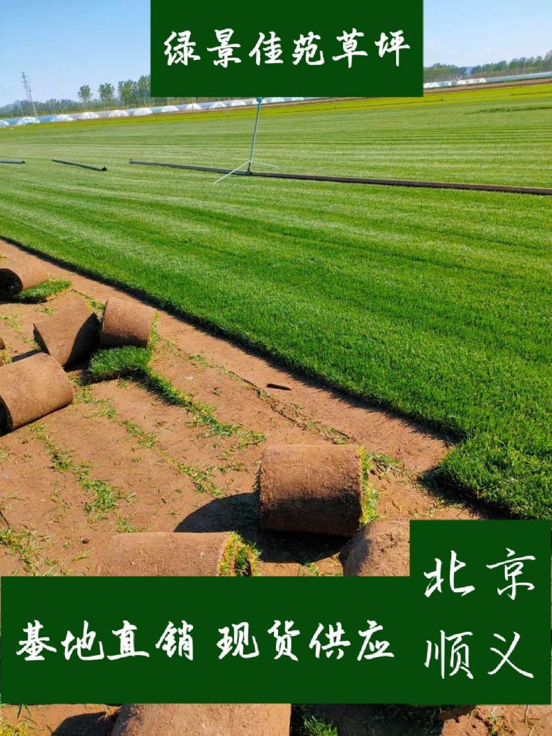草坪销售绿化草坪北京草坪草坪草皮北京草坪销售