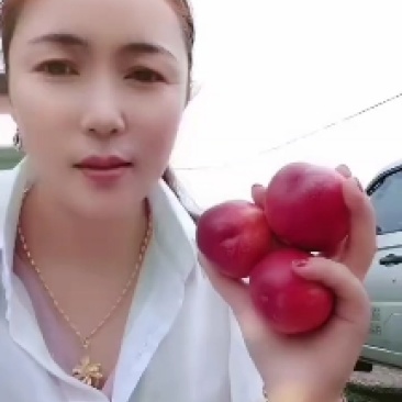 暖棚油桃产地大量上市，口感脆甜！各头均匀！表光好！