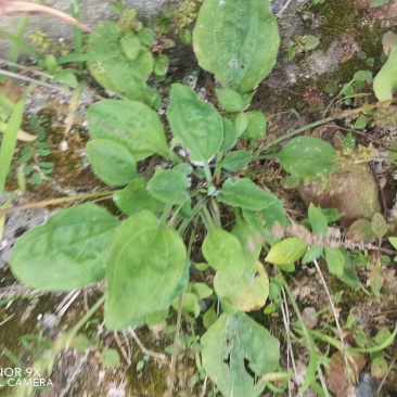 野生车前草