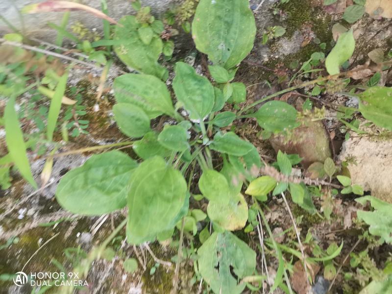 野生车前草