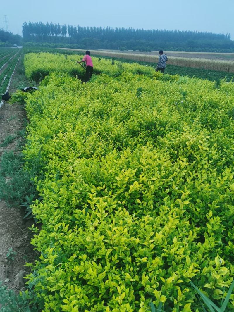 50-60金叶女贞价格河北金叶女贞基地，保定金叶女贞价格
