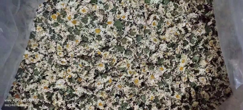 白菊花、杭菊、7月新货、足干无硫磺、大货批发包邮
