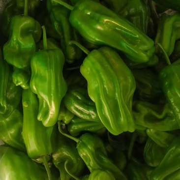 大量供应辣椒豆角量大从优