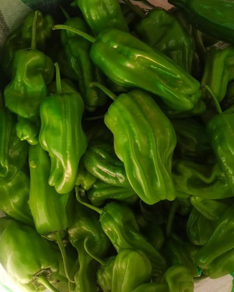 大量供应辣椒豆角量大从优