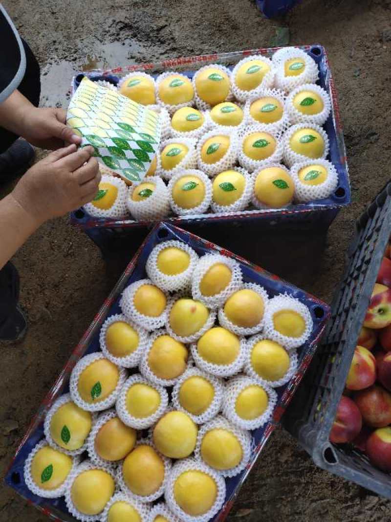 秦皇岛市卢龙县精品套袋黄油大量上市，颜色好，口感脆甜。