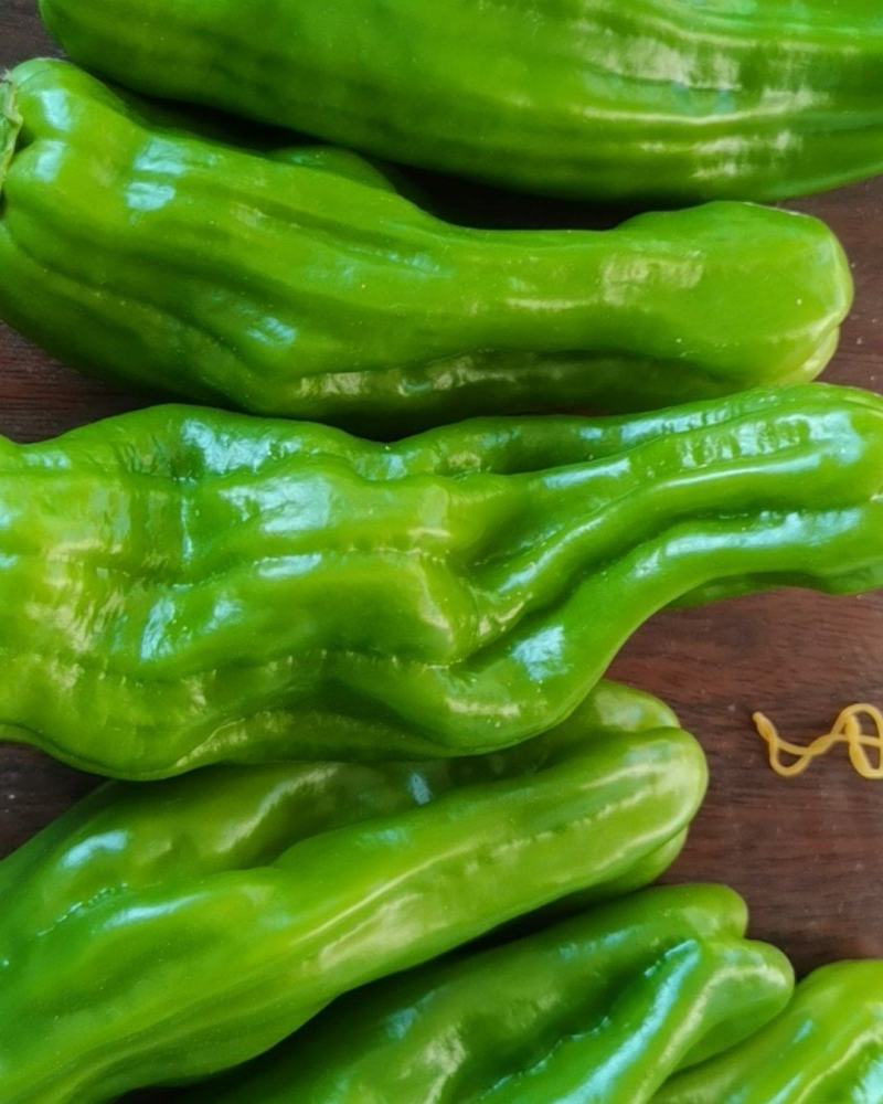 大量供应辣椒豆角量大从优