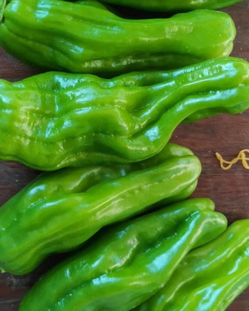 大量供应辣椒豆角量大从优