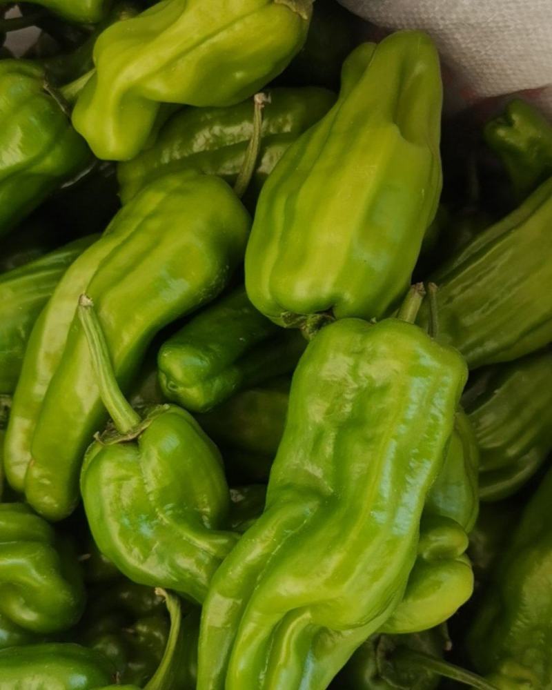 大量供应辣椒豆角量大从优