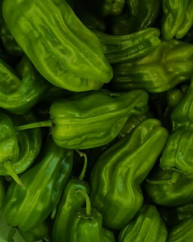 大量供应辣椒豆角量大从优