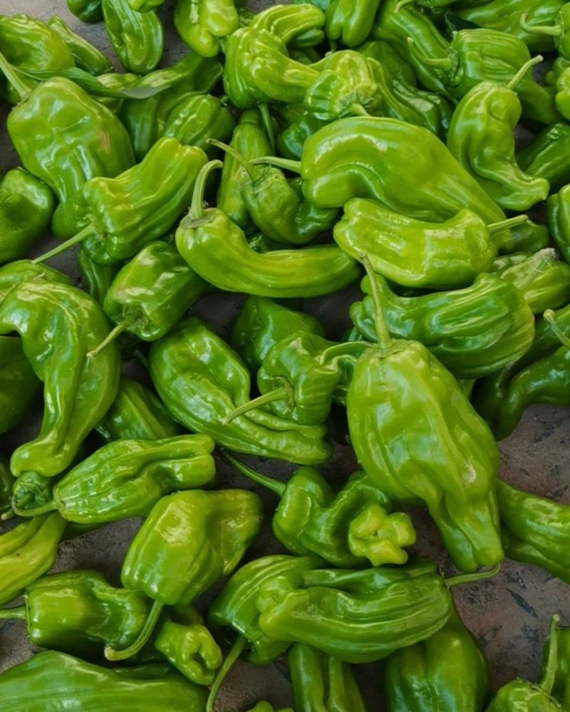 大量供应辣椒豆角量大从优