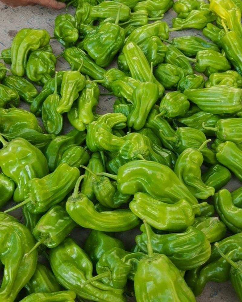 大量供应辣椒豆角量大从优