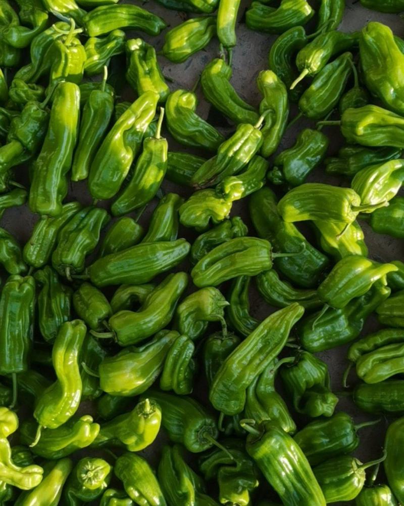 大量供应辣椒豆角量大从优