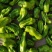 大量供应辣椒豆角量大从优