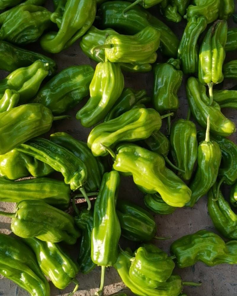 大量供应辣椒豆角量大从优