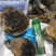 香螺肉新鲜现剥玉螺肉沙螺肉海螺肉20斤装