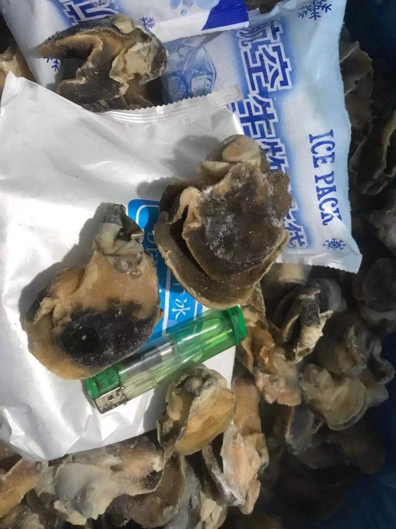 香螺肉新鲜现剥玉螺肉沙螺肉海螺肉20斤装