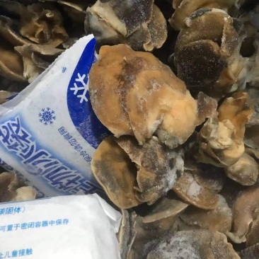 香螺肉新鲜现剥玉螺肉沙螺肉海螺肉20斤装