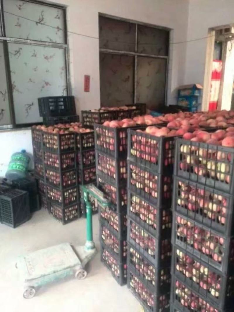 脆蜜王毛桃价格，陕西阿布白桃基地，超越桃产地，红不软桃